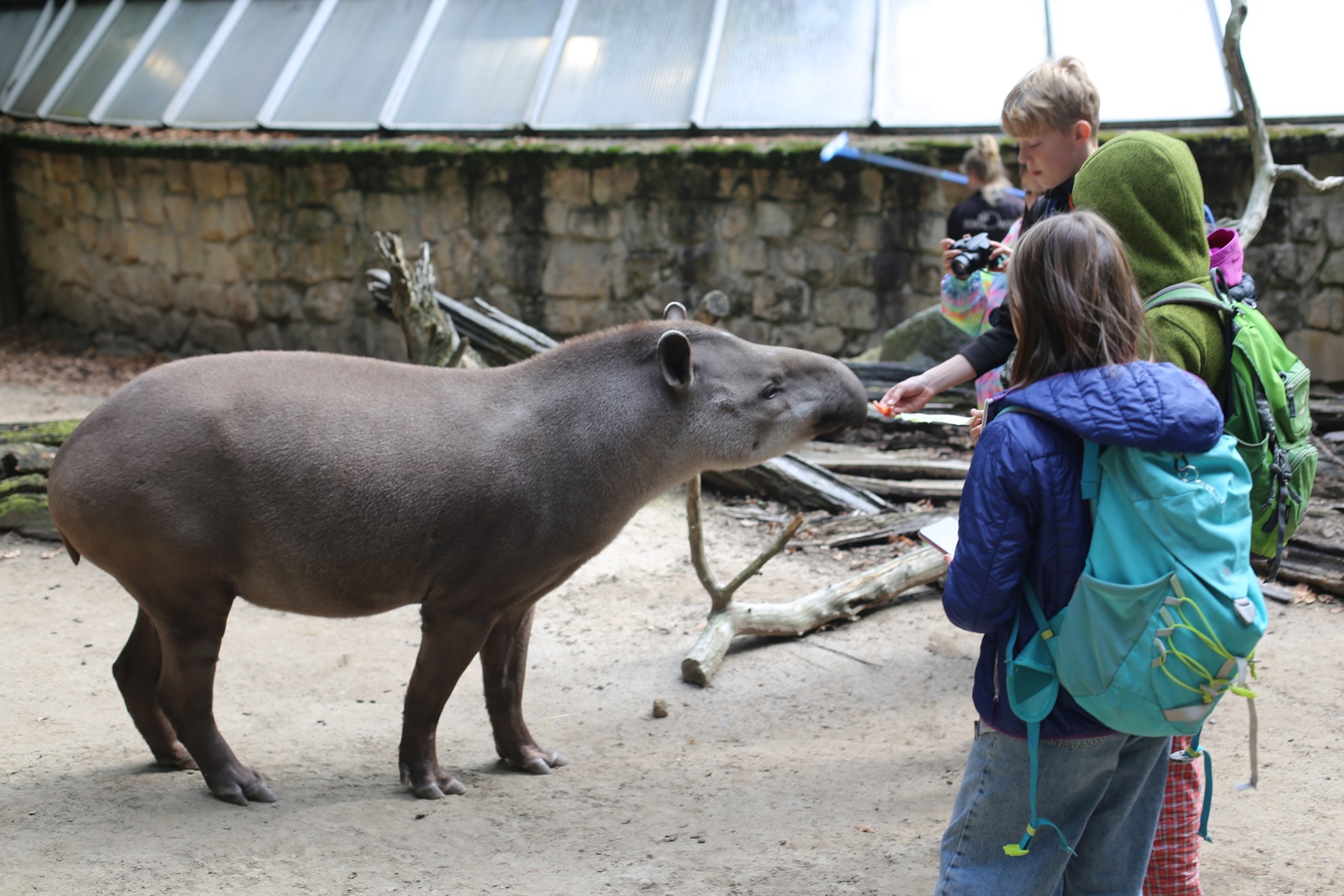 tapir